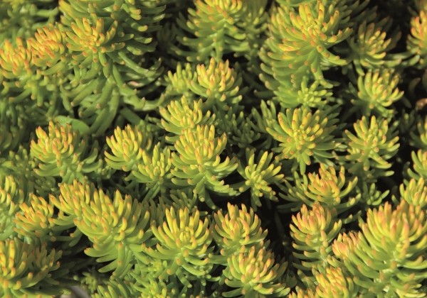 Sedum reflexum Yellow Cushion