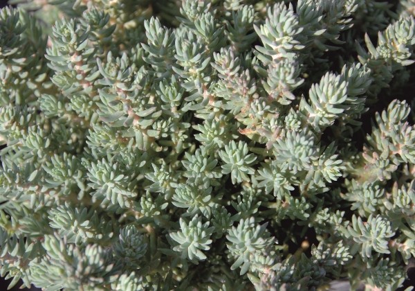 Sedum reflexum Blue Cushion