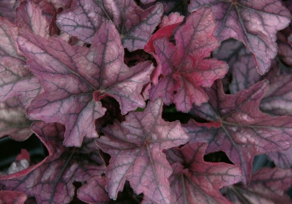 Heuchera hybrida Season's King