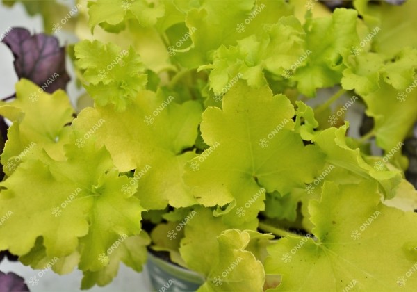 Heuchera hybrida Lime Marmalade
