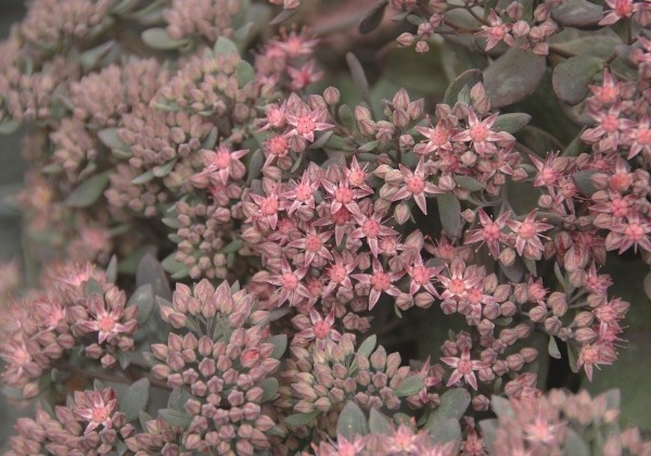 Sedum cauticolum Red Canyon