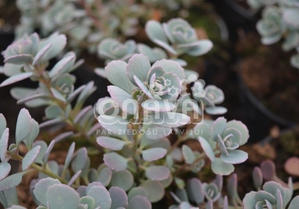 Sedum cauticolum Rocky