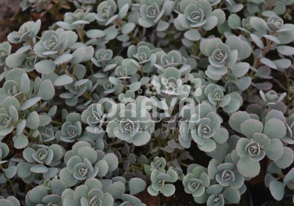 Sedum cauticolum Rocky