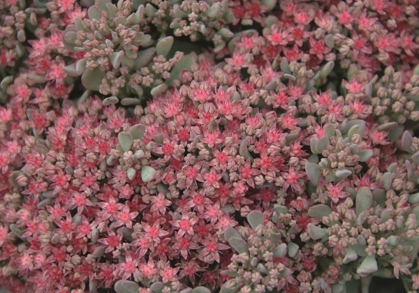 Sedum cauticolum Rocky