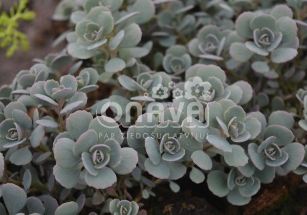 Sedum cauticolum Rocky