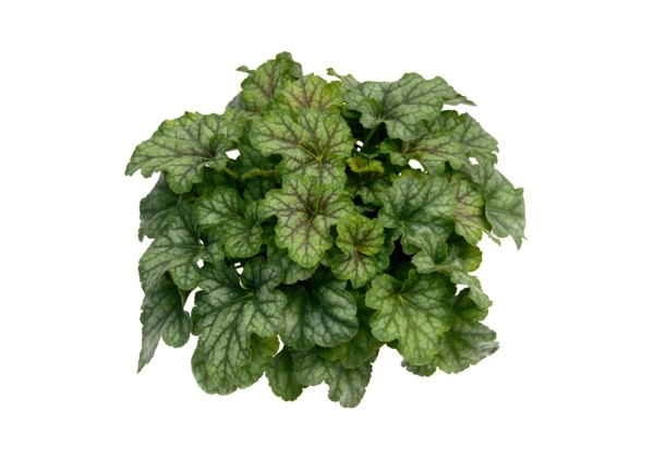 Heuchera hybrida Emerald Green