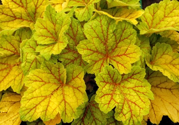 Heuchera hybrida Electra