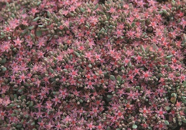 Sedum cauticolum Painted Pebble