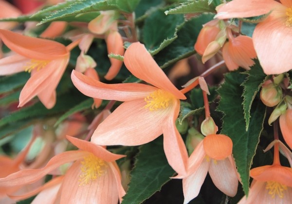 Begonia hybrida Summerwings Apricot Improved