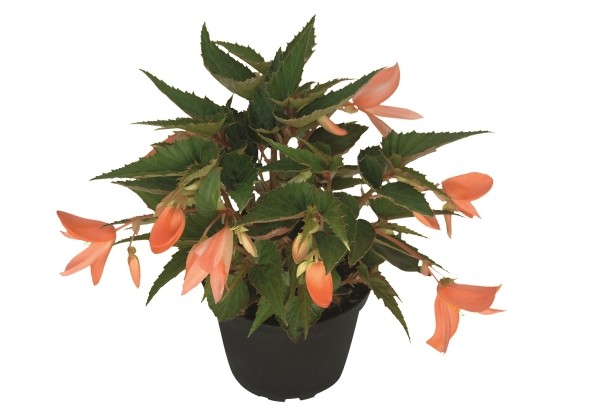 Begonia hybrida Summerwings Apricot Improved
