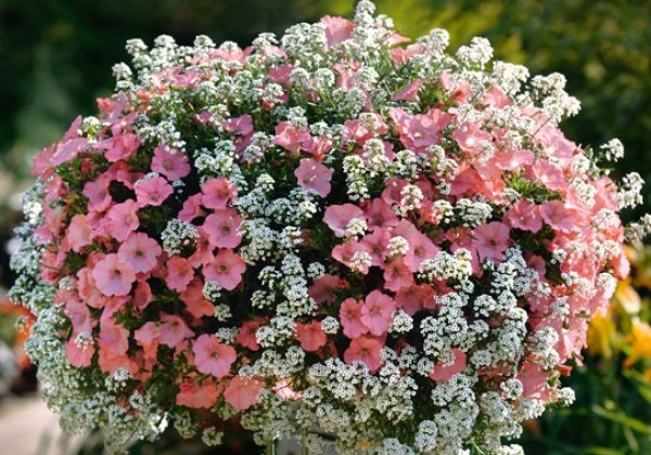 Lobularia maritima Snow Princess