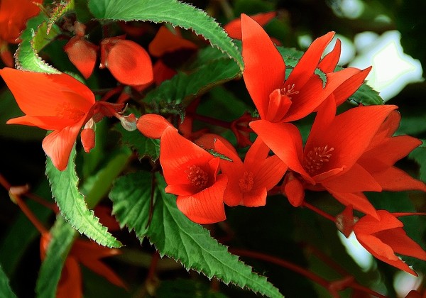 Begonia hybrida Summerwings Orange