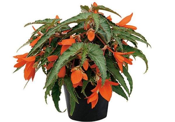 Begonia hybrida Summerwings Orange