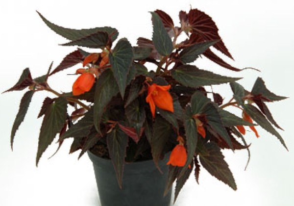 Begonia hybrida Summerwings Ebony & Orange
