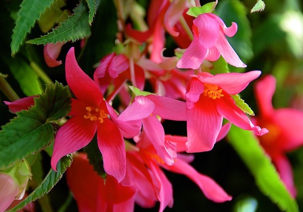Begonia hybrida Summerwings Rose