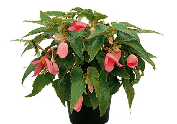 Begonia hybrida Summerwings Rose