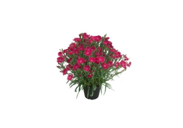 Dianthus hybridus SUNTORY Raspberry