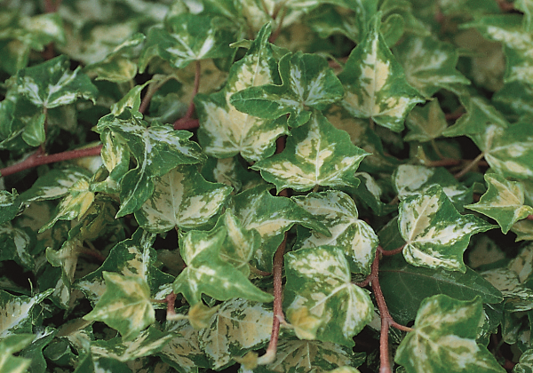 Hedera helix Golden Ingot