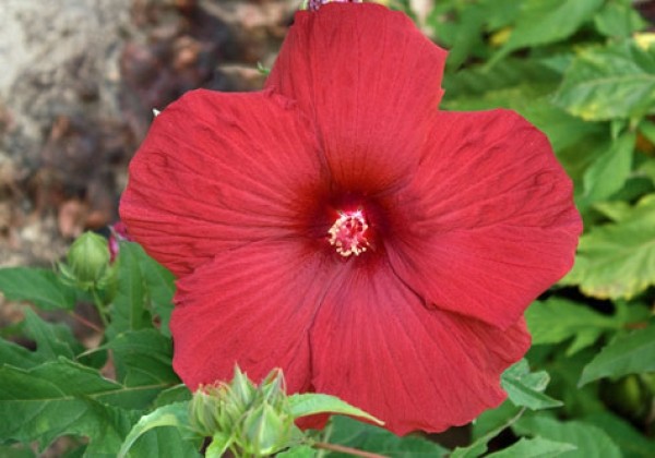 Hibiscus moscheutos Summerific My Valentine