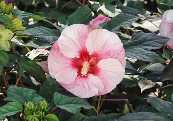 Hibiscus moscheutos Summerific Perfect Storm