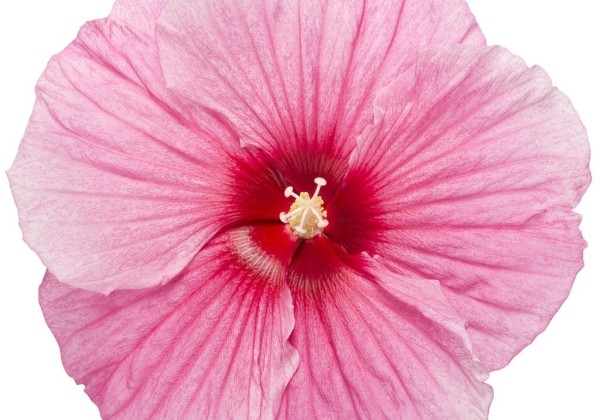 Hibiscus moscheutos Summerific Perfect Storm