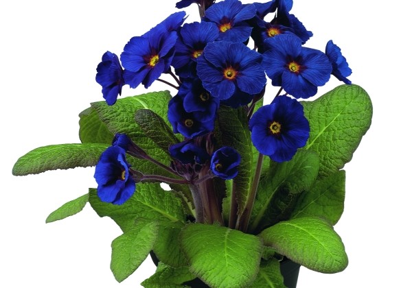 Primula polyantha Primel Spring Bouquet Blue