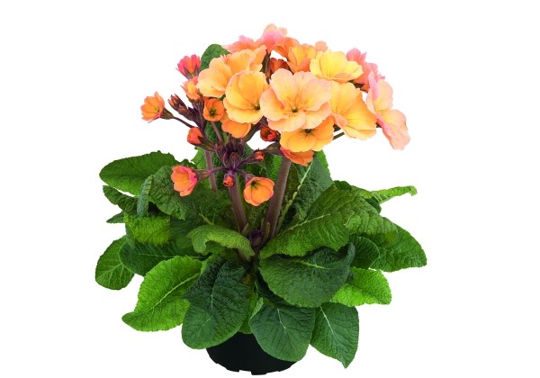 Primula polyantha Primel Spring Bouquet Champagner
