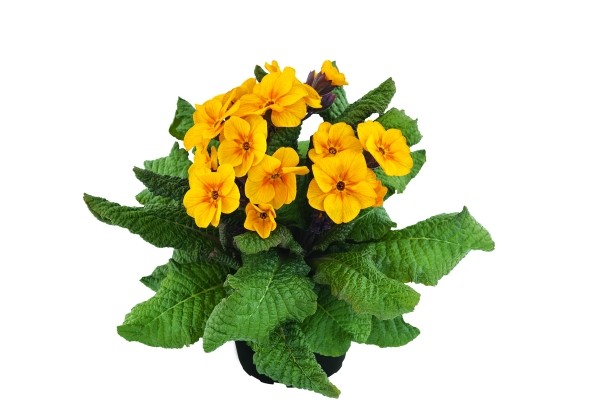 Primula polyantha Primel Spring Bouquet Goldgelb
