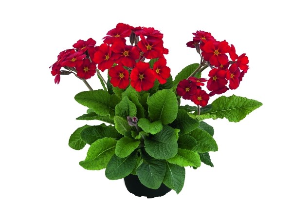 Primula polyantha Primel Spring Bouquet Orangerot