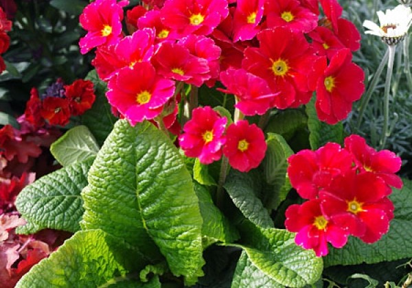 Primula polyantha Primel Spring Bouquet Orangerot
