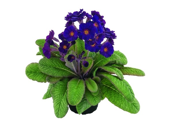 Primula polyantha Primel Spring Bouquet Lilac Dark