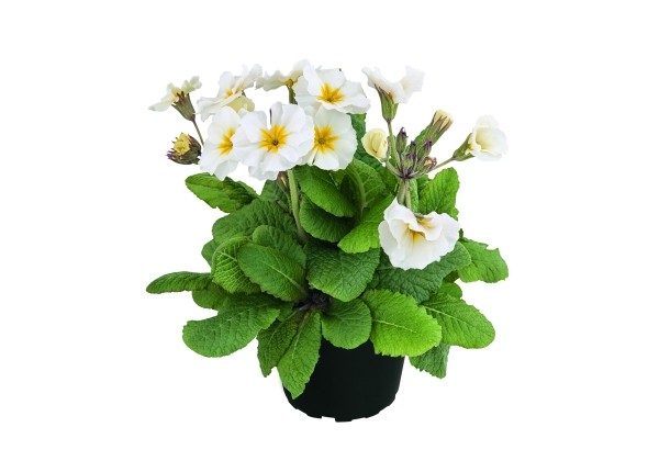 Primula polyantha Primel Spring Bouquet Weiß