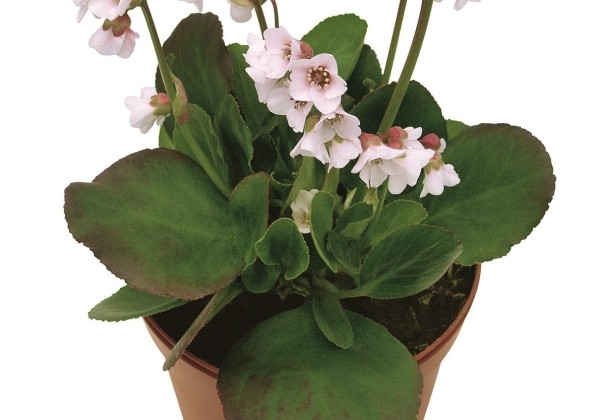 Bergenia cordifolia Harzkristall