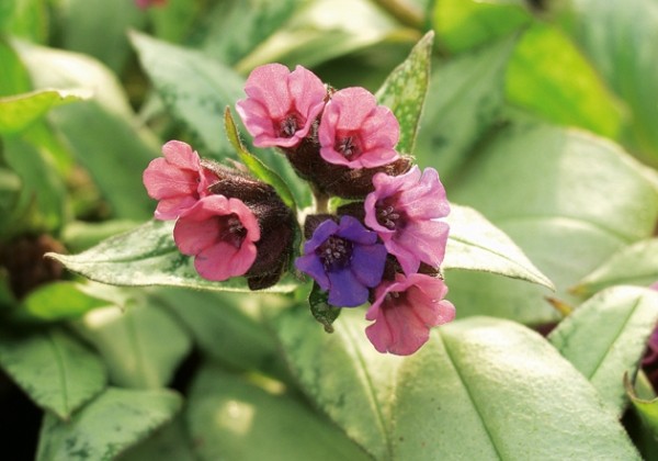 Pulmonaria Silver Bouquet