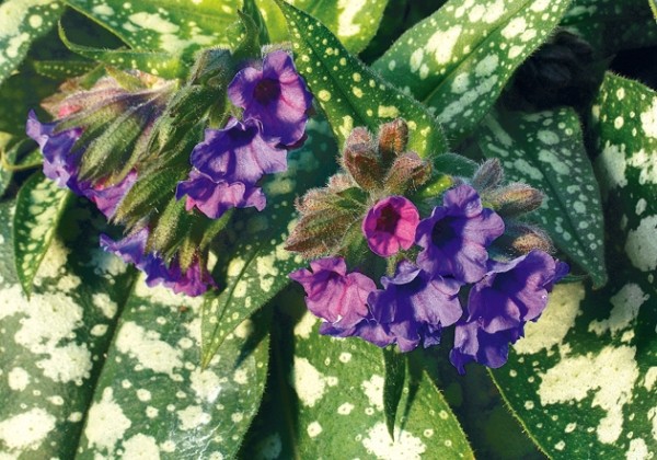 Pulmonaria Trevi Fountain