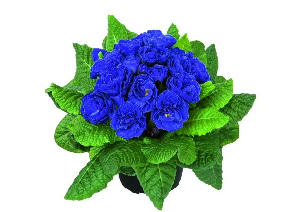 Primula Prima Belarina Blue Champion