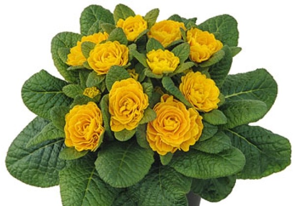 Primula Prima Belarina Goldie