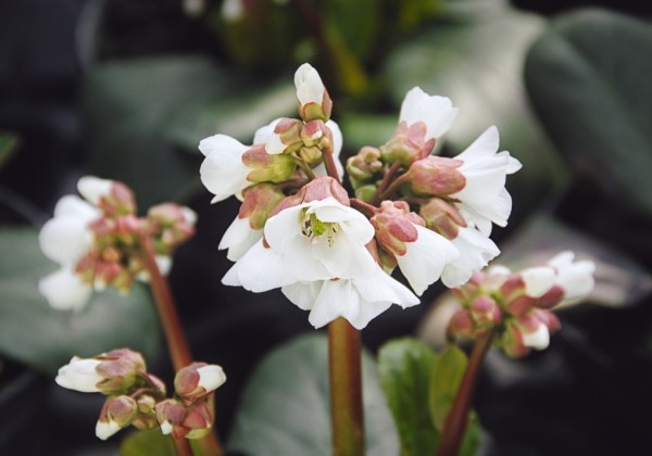 Bergenia cordifolia Schneekristall