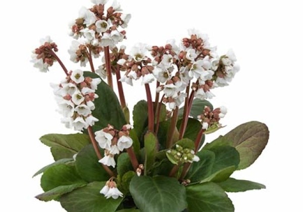Bergenia cordifolia Schneekristall
