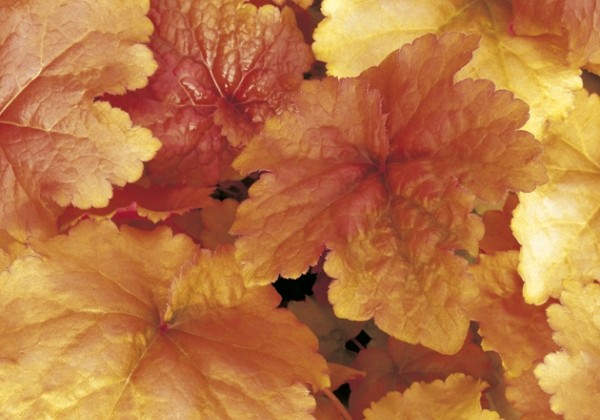 Heuchera hybrida Creme Brulee