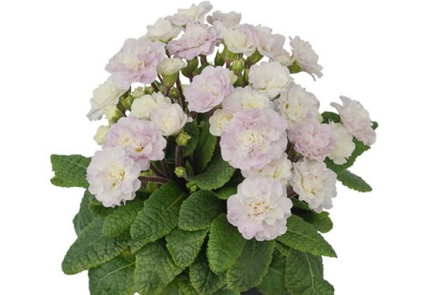 Primula Belarina Pink Ice