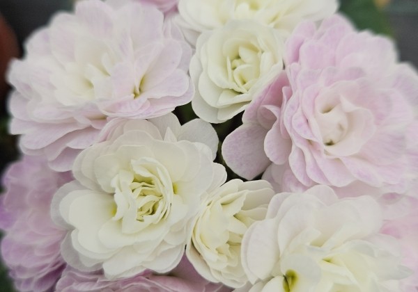 Primula Belarina Pink Ice