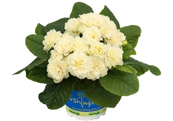 Primula Belarina Cream