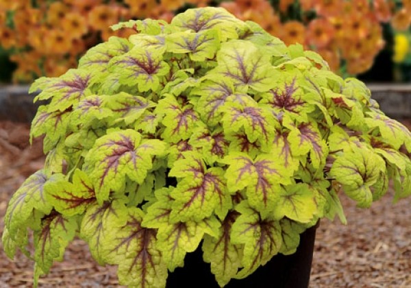 Heucherella hybrida Stoplight