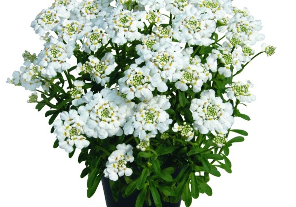 Iberis hybrida Masterpiece