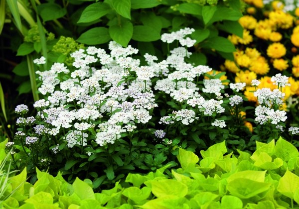 Iberis hybrida Masterpiece