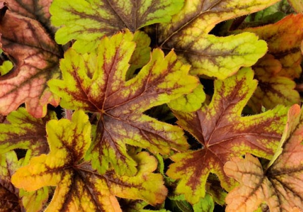 Heuchera hybrida Alabama Sunrise