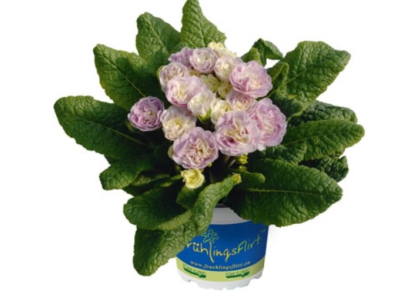Primula Belarina Pink Champagne