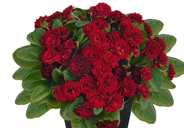Primula Belarina Valentine
