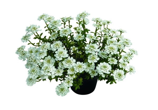 Iberis hybrida Candy Ice